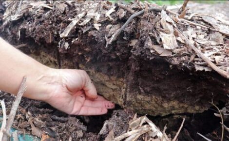 Does No-Till Gardening Work with Hard Soil? Image